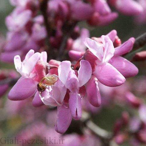 معرفی درخت ارغوان cercis siliquastrum معرفی درخت ارغوان cercis siliquastrum