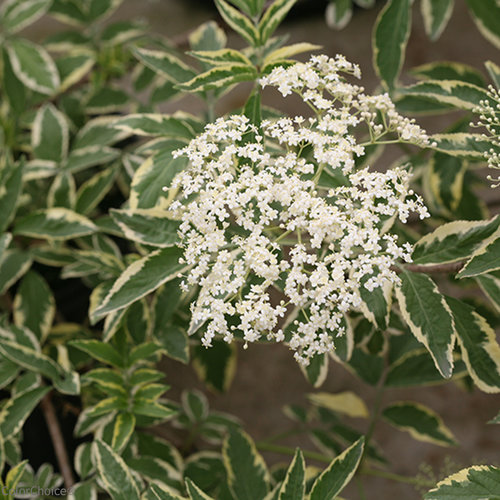معرفی درختچه ی آقطی سیاه – Sambucus nigra معرفی درختچه ی آقطی سیاه – Sambucus nigra