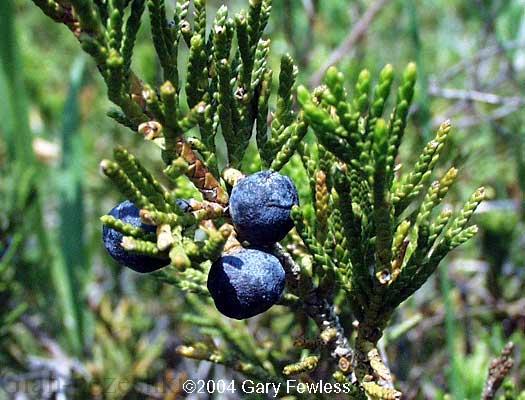 معرفی درختچه ارس خزنده – juniperus horizontalis معرفی درختچه ارس خزنده – juniperus horizontalis