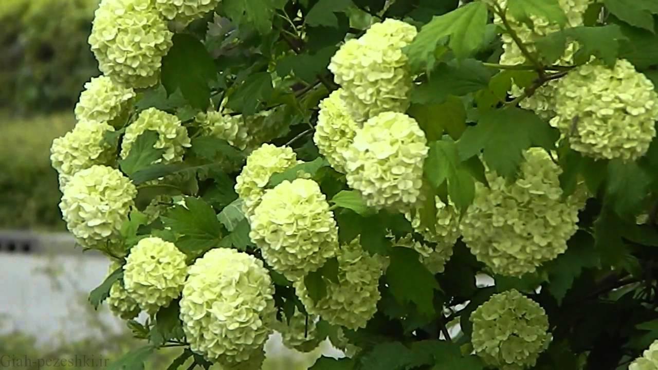 معرفی درخت بداغ – Viburnum opulus معرفی درخت بداغ – Viburnum opulus