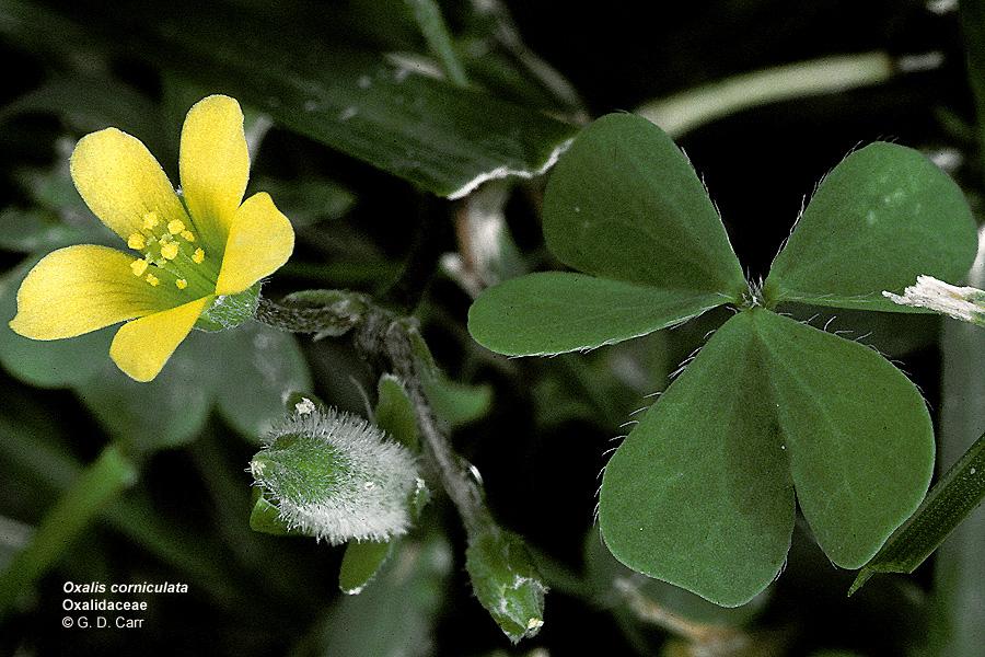 معرفی تیره ی ترشک شبدری – Oxalidaceae معرفی تیره ی ترشک شبدری – Oxalidaceae