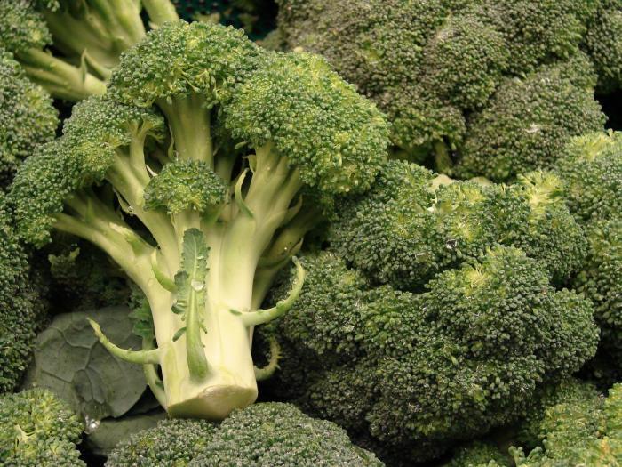 آموزش کاشت و پرورش کلم بروکلی – Brassica oleracea var. italica آموزش کاشت و پرورش کلم بروکلی – Brassica oleracea var. italica
