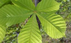 Aesculus-hippocastanum-leaf-600x600