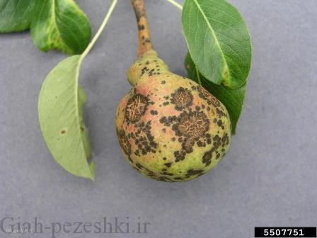شناخت کامل بیماری لکه سیاه گلابی و روش مقابله با آن شناخت کامل بیماری لکه سیاه گلابی و روش مقابله با آن