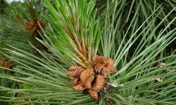 Pinus-nigra-3