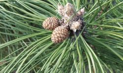 Pinus_nigra_closeup