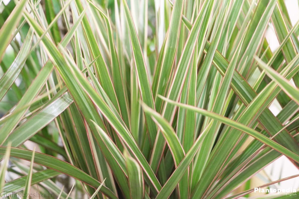 نکات اصلی نگهداری گیاه دراسینا پرچمی – Dracaena marginata نکات اصلی نگهداری گیاه دراسینا پرچمی – Dracaena marginata