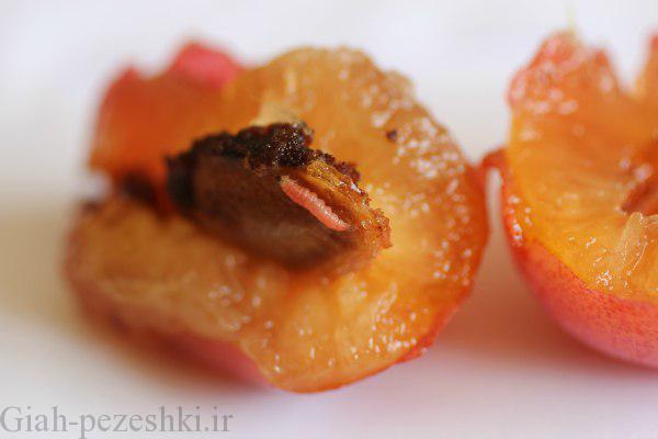 معرفی و شناخت آفت کرم آلو – Plum worm معرفی و شناخت آفت کرم آلو – Plum worm