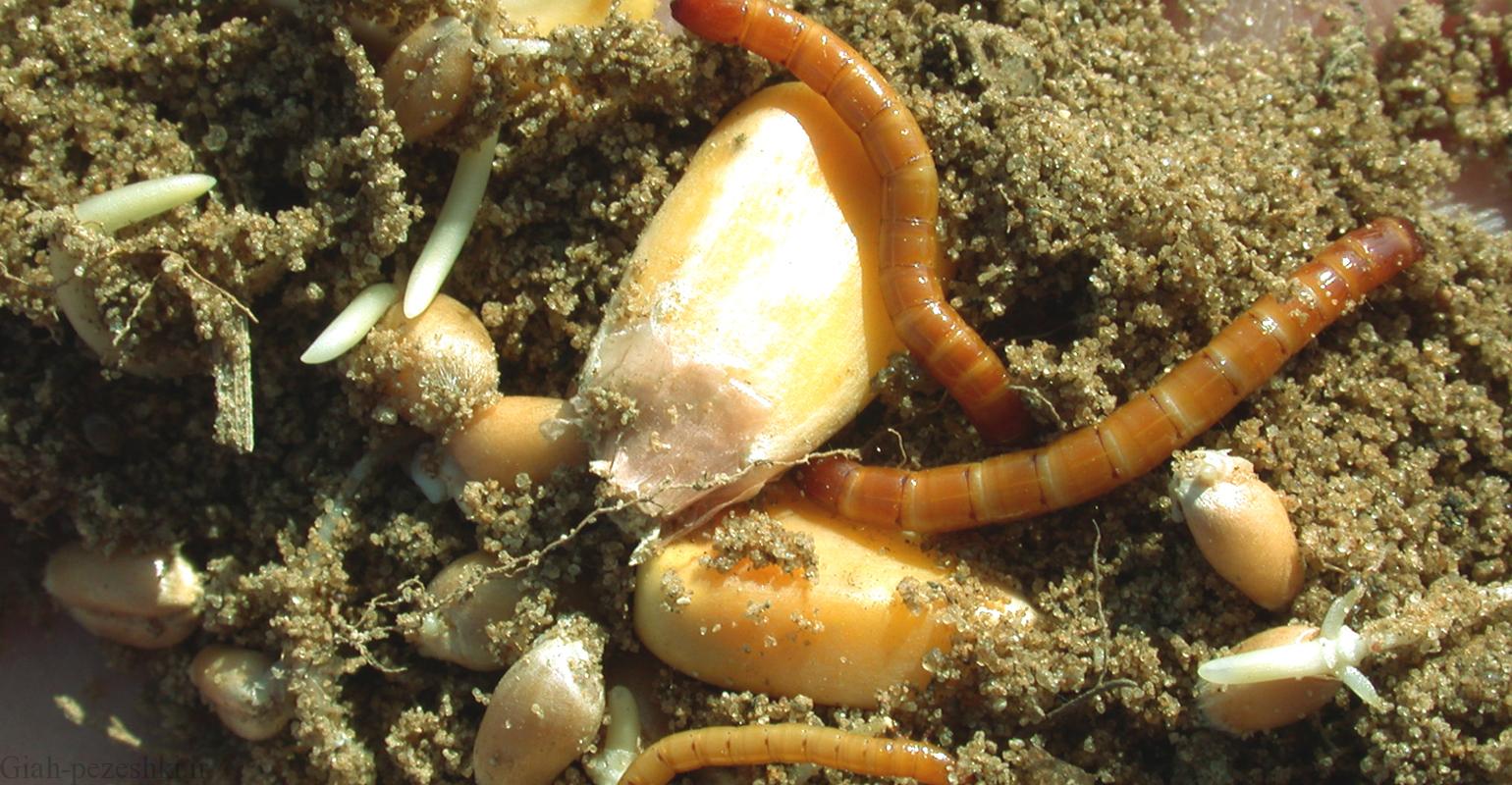 کنترل بیولوژیک و ارگانیک کرم مفتولی آفت کشاورزی Wireworm کنترل بیولوژیک و ارگانیک کرم مفتولی آفت کشاورزی Wireworm