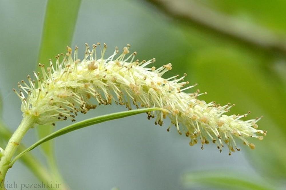 معرفی درخت بید سفید (فک) Salix alba l معرفی درخت بید سفید (فک) Salix alba l