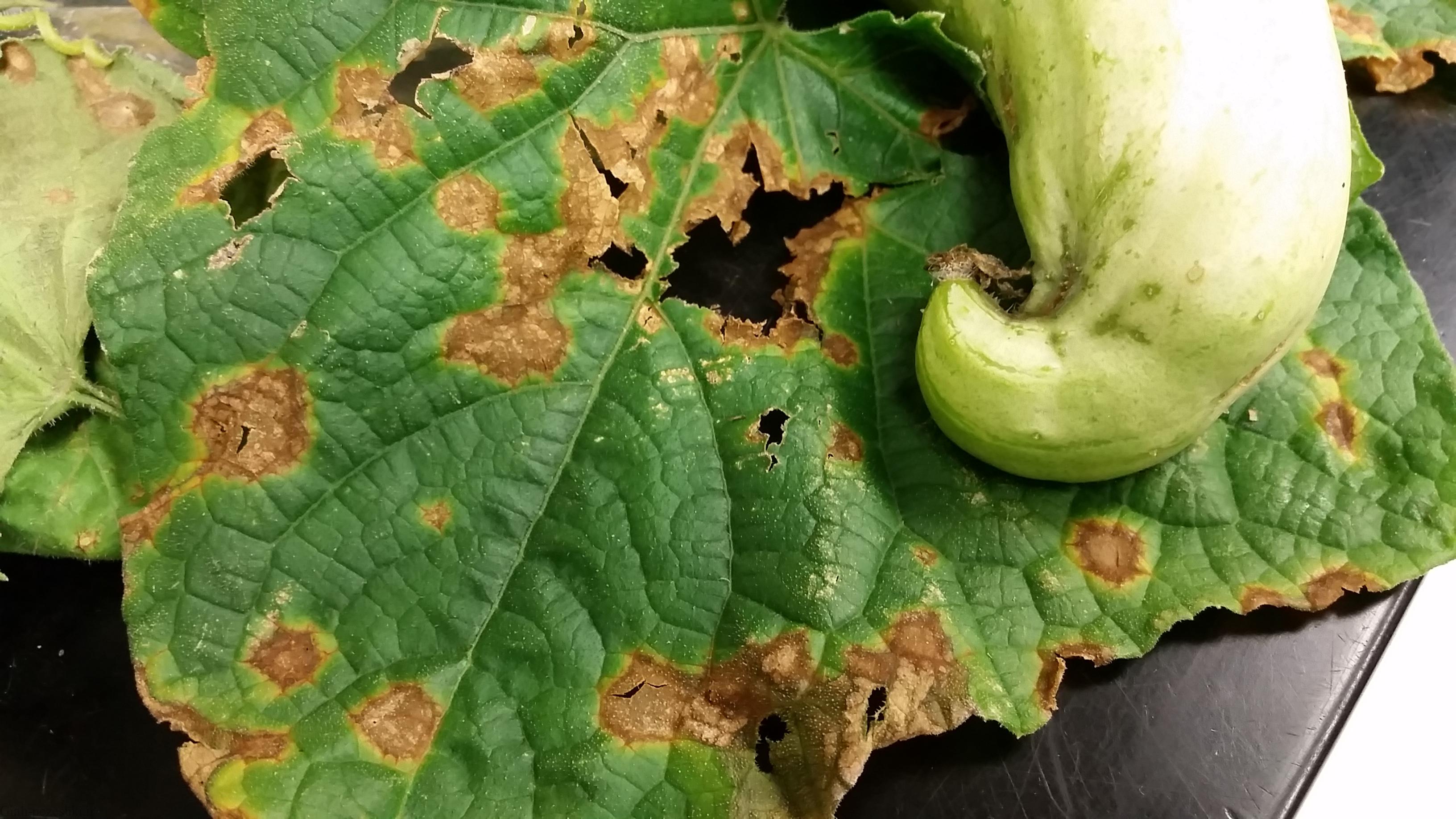 معرفی بیماری لکه برگی آلترناریایی Alternaria leaf spot معرفی بیماری لکه برگی آلترناریایی Alternaria leaf spot