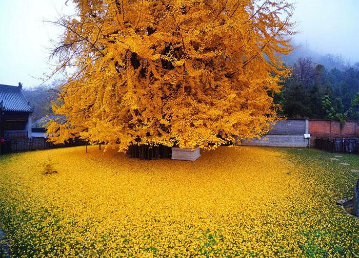 معرفی درختان و درختچه های مقاوم به سرما و یخبندان معرفی درختان و درختچه های مقاوم به سرما و یخبندان