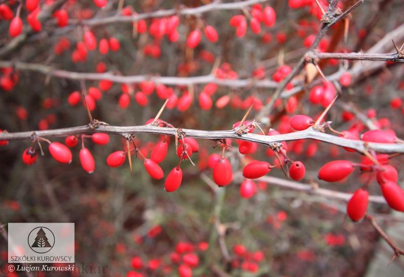 معرفی درختچه زرشک زینتی – Berberis ottawensis var. purpurea schneid معرفی درختچه زرشک زینتی – Berberis ottawensis var. purpurea schneid