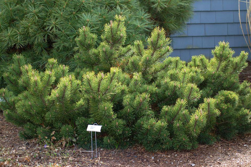نکات مهم در نگهداری از کاج مشهدی(کاج موگو – Mugo Pine ) نکات مهم در نگهداری از کاج مشهدی(کاج موگو – Mugo Pine )