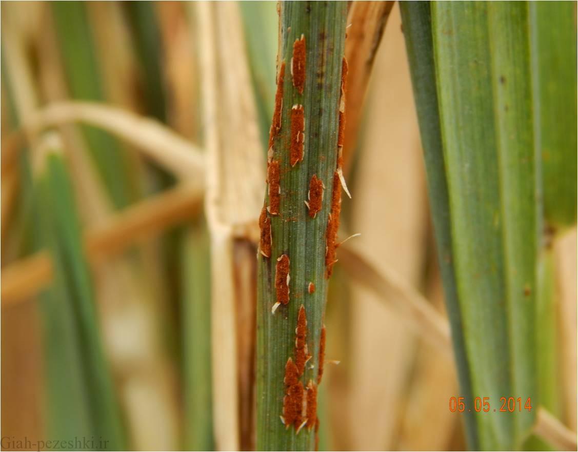 معرفی زنگ سیاه گندم و راه های کنترل آن – Puccinia graminis معرفی زنگ سیاه گندم و راه های کنترل آن – Puccinia graminis