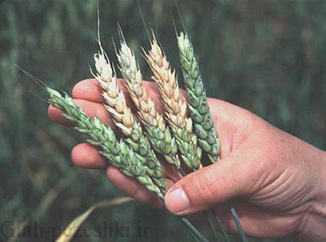 بیماری فوزاریوم سنبله ی گندم Fusarium Head Blight بیماری فوزاریوم سنبله ی گندم Fusarium Head Blight