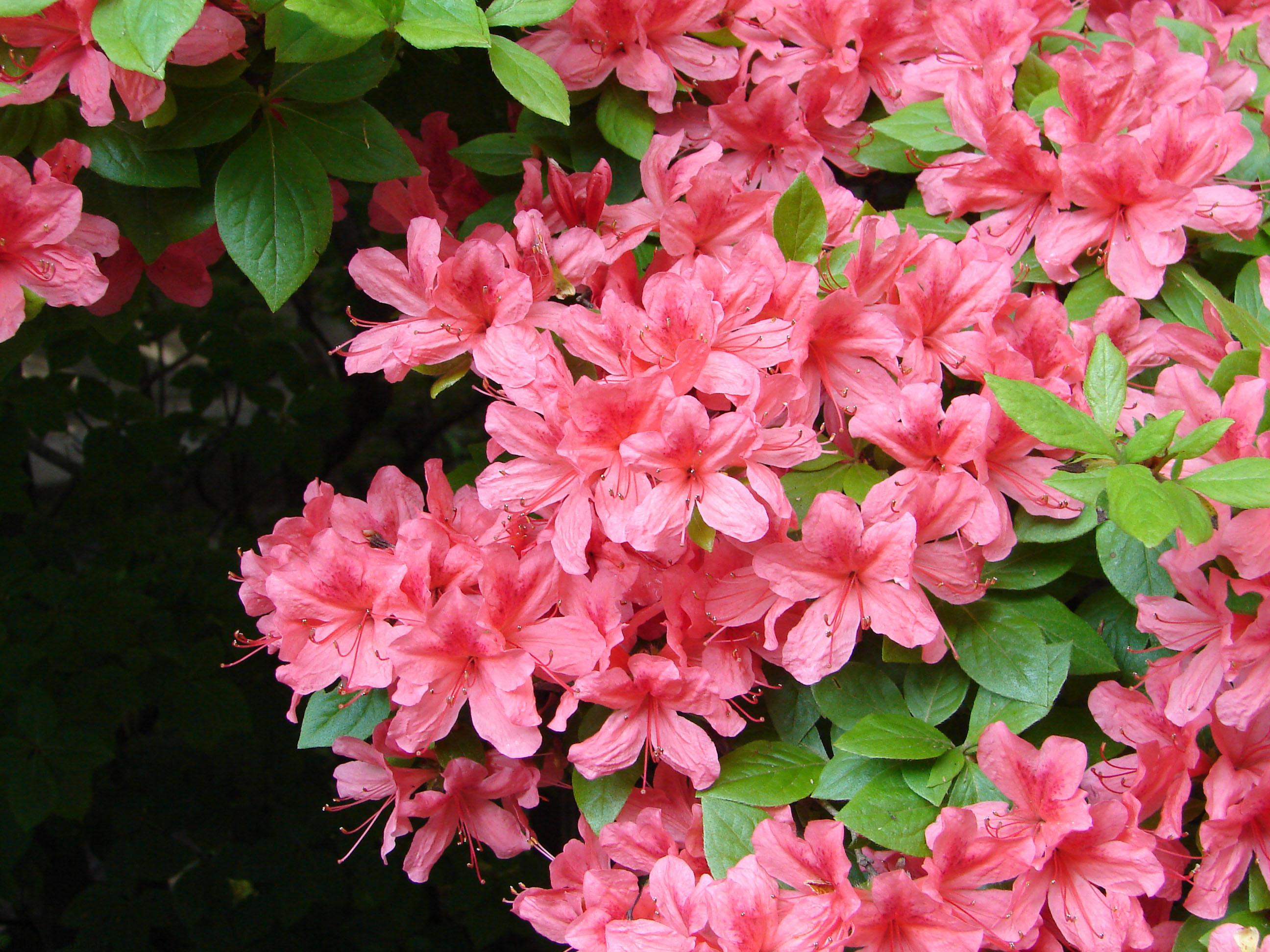 معرفی گیاهان اسید دوست – Acid loving plants معرفی گیاهان اسید دوست – Acid loving plants