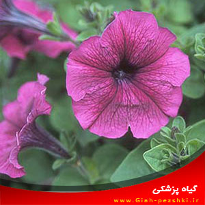 راهنمای جمع آوری بذرهای گل اطلسی Petunia hybrida راهنمای جمع آوری بذرهای گل اطلسی Petunia hybrida