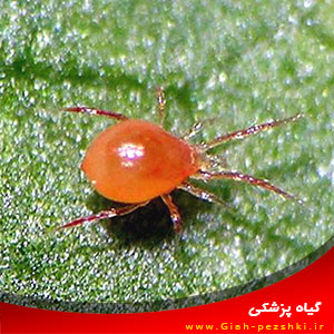 کنترل بیولوژیک : معرفی کنه ی شکارگر Phytoseiulus persimilis کنترل بیولوژیک : معرفی کنه ی شکارگر Phytoseiulus persimilis