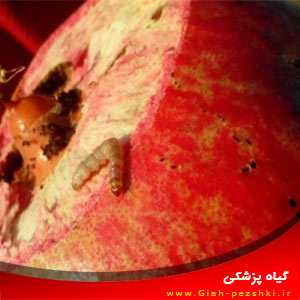 شناخت و مبارزه با کرم گلوگاه انار Spectrobates ceratoniae شناخت و مبارزه با کرم گلوگاه انار Spectrobates ceratoniae