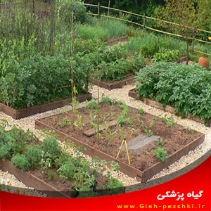 انتخاب بهترین گیاهان زراعی برای باغچه های خانگی انتخاب بهترین گیاهان زراعی برای باغچه های خانگی
