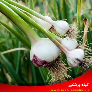 نحوه ی کاشت و پرورش سیر بزرگ نحوه ی کاشت و پرورش سیر بزرگ