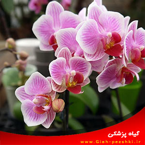 نحوه کاشت و نگهداری از گل ارکیده نحوه کاشت و نگهداری از گل ارکیده