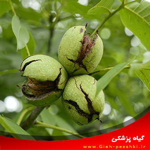 هرس کردن درختان گردو انواع آن هرس کردن درختان گردو انواع آن