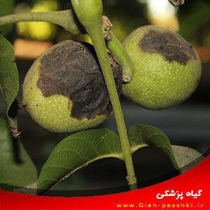 مبارزه با بیماری پوسیدگی مغز گردو Xanthomonas juglandis Dowson مبارزه با بیماری پوسیدگی مغز گردو Xanthomonas juglandis Dowson