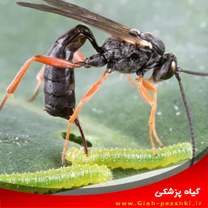 کنترل بیولوژیک : نحوه جذب حشرات مفید به مزرعه و گیاهان کنترل بیولوژیک : نحوه جذب حشرات مفید به مزرعه و گیاهان