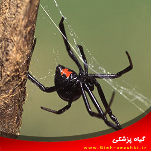 استفاده از عنکبوت ها برای از بین بردن آفات استفاده از عنکبوت ها برای از بین بردن آفات
