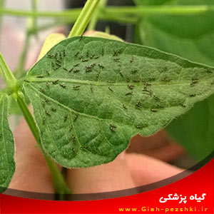 راهنمای شناخت و شناسایی تریپس ها (Thrips) راهنمای شناخت و شناسایی تریپس ها (Thrips)