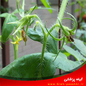 ۳ دلیل اصلی عدم باردهی گوجه فرنگی (عدم تشکیل میوه) ۳ دلیل اصلی عدم باردهی گوجه فرنگی (عدم تشکیل میوه)