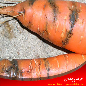 مگس Psila rosae عامل پوسیدگی یا زنگ ریشه هویج مگس Psila rosae عامل پوسیدگی یا زنگ ریشه هویج