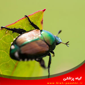 مبارزه با سوسک ژاپنی به روش ارگانیک مبارزه با سوسک ژاپنی به روش ارگانیک