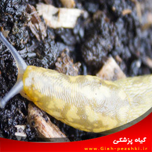 راهنمای شناخت و مبارزه با لیسک ها (Slugs) راهنمای شناخت و مبارزه با لیسک ها (Slugs)