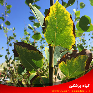 راهکارهای کاهش تنش گرمایی گیاهان در تابستان راهکارهای کاهش تنش گرمایی گیاهان در تابستان