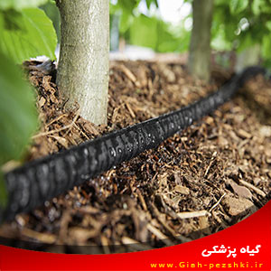 کاهش مصرف آب با آبیاری به روش لوله های تراوا کاهش مصرف آب با آبیاری به روش لوله های تراوا