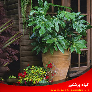 معرفی و نحوه نگهداری گل آپارتمانی آرالیا ژاپنی معرفی و نحوه نگهداری گل آپارتمانی آرالیا ژاپنی