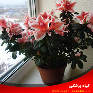 راهنمای نگهداری از گل آپارتمانی آزاله آ یا ژونوس راهنمای نگهداری از گل آپارتمانی آزاله آ یا ژونوس