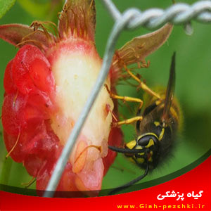 دلایل مفید بودن زنبورهای شکارگر Wasps در مزرعه دلایل مفید بودن زنبورهای شکارگر Wasps در مزرعه
