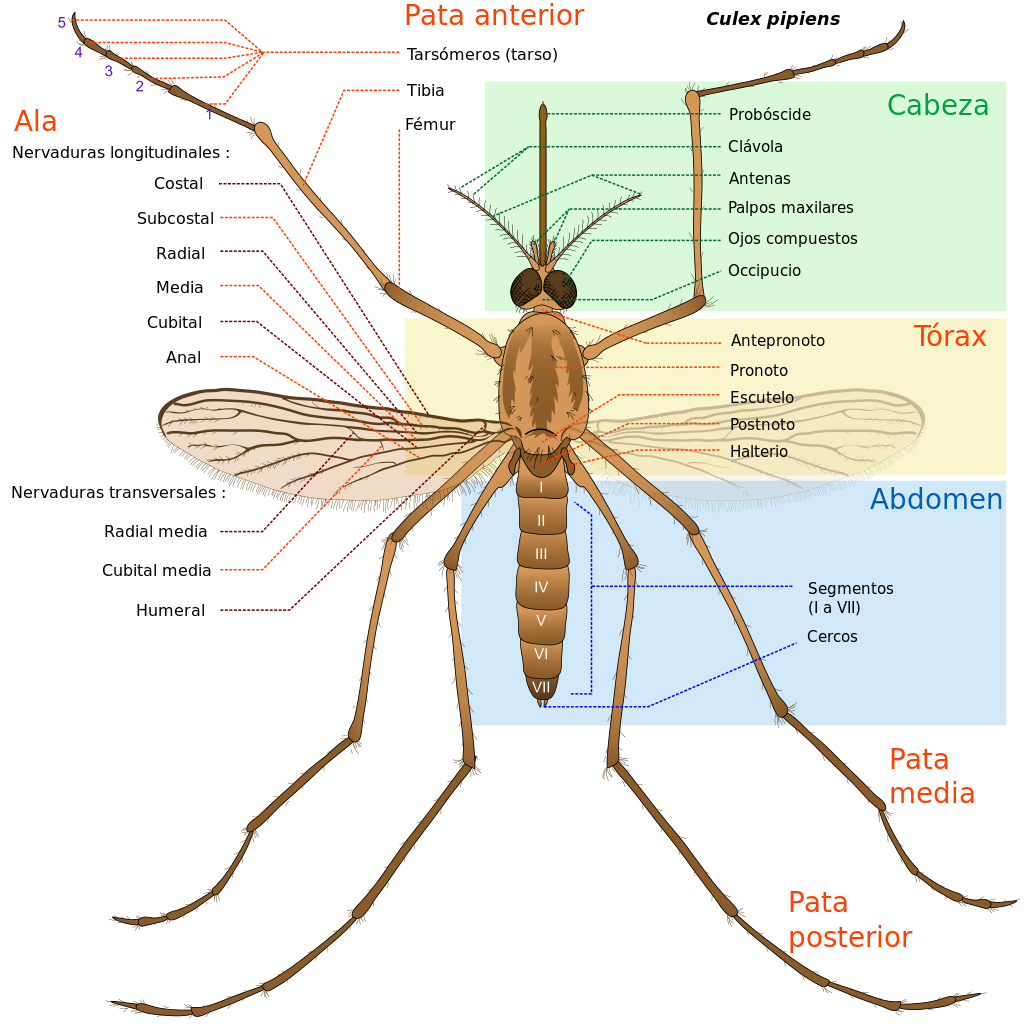 مشاهده قسمت های مختلف بال در حشرات، قسمت های مختلف بدن در حشرات