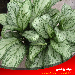 آگلونما (نخ درخشان) گیاهی آپارتمانی مقاوم آگلونما (نخ درخشان) گیاهی آپارتمانی مقاوم