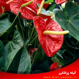 معرفی و نحوه نگهداری گل آپاراتمانی آنتوریوم (گلدم) معرفی و نحوه نگهداری گل آپاراتمانی آنتوریوم (گلدم)