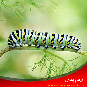 مشاهده کرم پروانه دم چلچله ای در مزرعه کرفس مشاهده کرم پروانه دم چلچله ای در مزرعه کرفس
