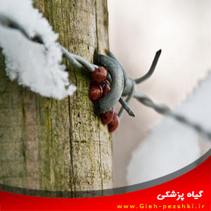 از سرمای زمستان برای جلوگیری از آفت زدگی استفاده کنید از سرمای زمستان برای جلوگیری از آفت زدگی استفاده کنید