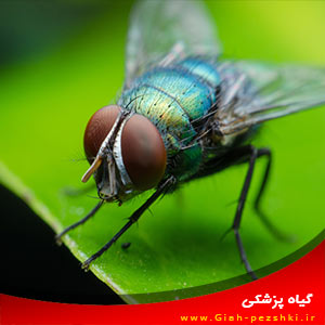 علم حشره شناسی و راهنمای ترجمه ی کتاب The study of insects علم حشره شناسی و راهنمای ترجمه ی کتاب The study of insects