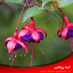 معرفی و نگهداری از گل آویز (فوشیا) معرفی و نگهداری از گل آویز (فوشیا)