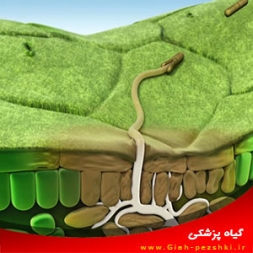 قارچ کش حفاظتی ادیفنفوس قارچ کش حفاظتی ادیفنفوس