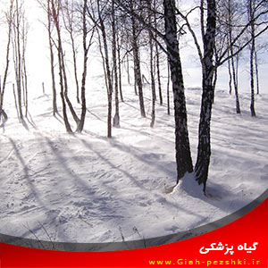 اهمیت بارش برف در زمین برای گیاهان اهمیت بارش برف در زمین برای گیاهان